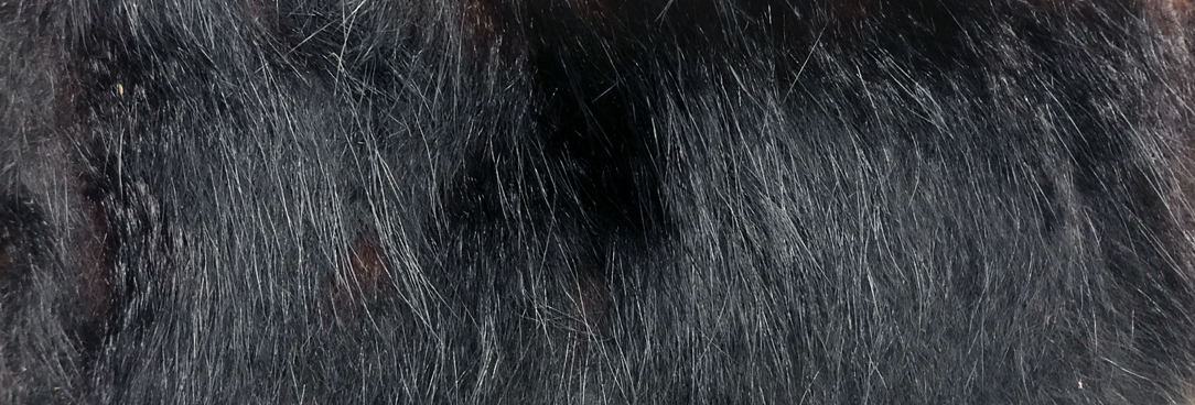 photo of fur hairs