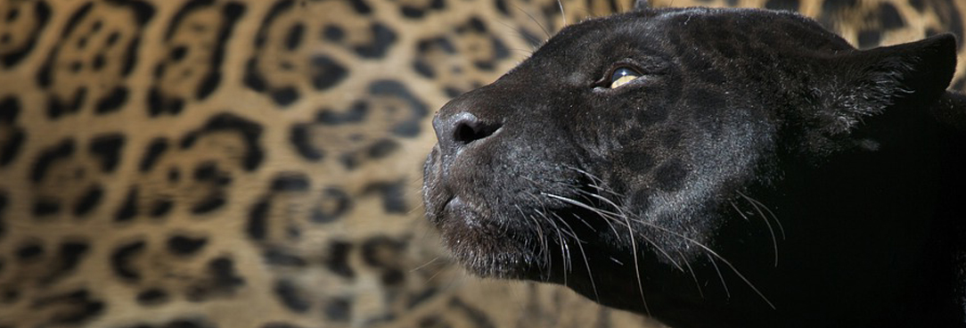 photo of the face of a black panther with a leopard print background