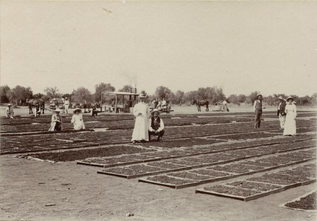 Photograph showing the original method of drying grapes on wooden pallets and hessian, circa 1890s. 
