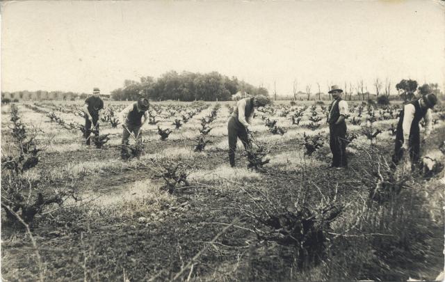 Photograph showing vine pruning circa 1890s