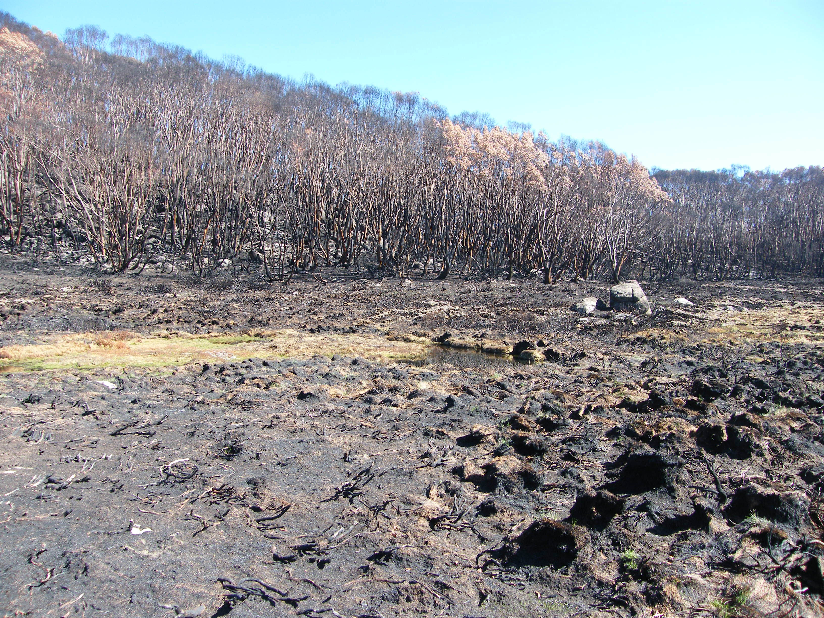 photo of charred trees and burned ground with some green peeking through