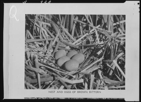 a nest of eggs