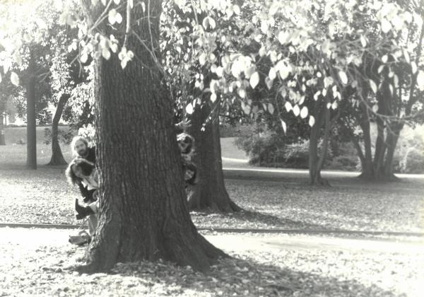 people peeking out from behind a tree
